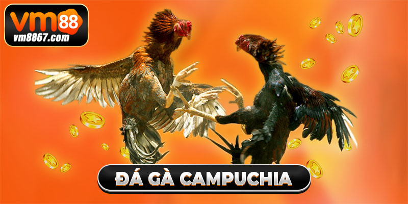 Đá Gà Campuchia Vm88 - Đấu Trường Đẳng Cấp, Hợp Pháp 1 Đá Gà Campuchia Vm88 - Đấu Trường Đẳng Cấp, Hợp Pháp