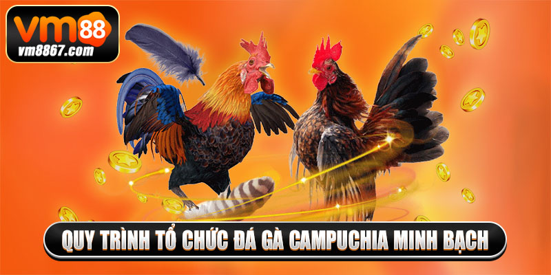 Đá Gà Campuchia Vm88 - Đấu Trường Đẳng Cấp, Hợp Pháp 3 Quy trình tổ chức đá gà Campuchia minh bạch