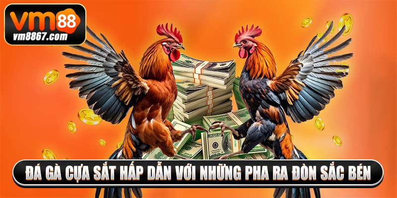 Đá Gà Campuchia Vm88 - Đấu Trường Đẳng Cấp, Hợp Pháp 4 Đá gà cựa sắt hấp dẫn với những pha ra đòn sắc bén
